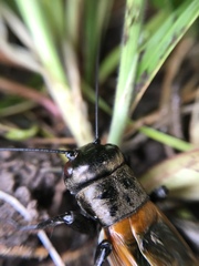 Gryllus brevicaudus