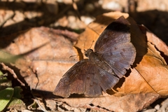 Pellicia