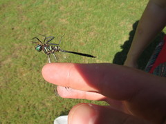 Somatochlora ozarkensis