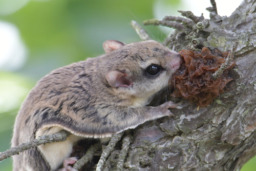 Northern Flying Squirrel photographed in Maine