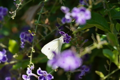 Pieris rapae