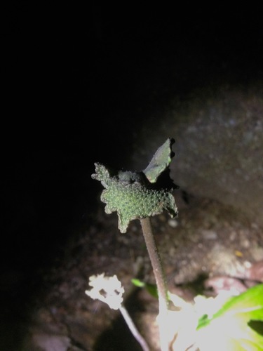 Dorstenia contrajerva