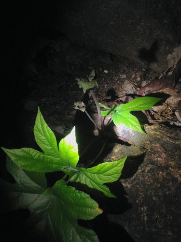 Dorstenia contrajerva