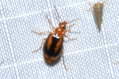 Lebia solea