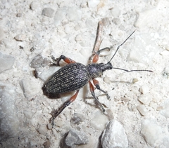 Otiorhynchus sensitivus
