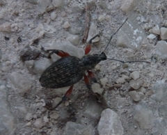 Otiorhynchus sensitivus