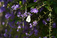 Pieris rapae