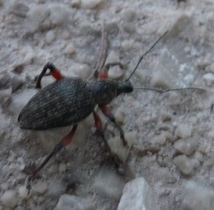 Otiorhynchus sensitivus