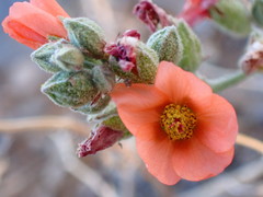 Sphaeralcea digitata