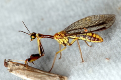 Spaminta minjerribae