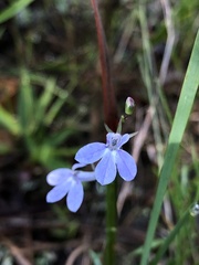 Lobelia nuttallii