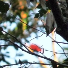 Eclectus roratus