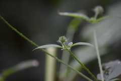 Dipsacus pilosus