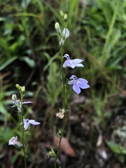 Lobelia nuttallii