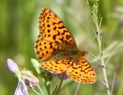 Boloria epithore
