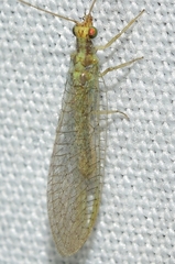 Suarius iberiensis