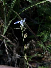 Lobelia nuttallii