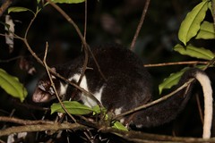 Pseudochirulus herbertensis