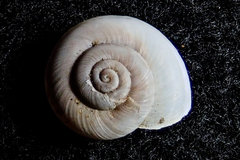 Eremarionta