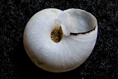 Eremarionta
