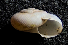 Eremarionta