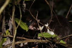 Pseudochirulus herbertensis