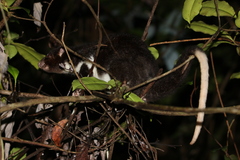 Pseudochirulus herbertensis