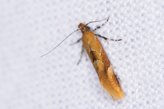 Epicallima formosella