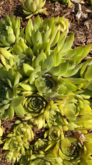 Sempervivum tectorum