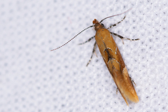 Epicallima formosella