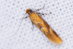 Epicallima formosella