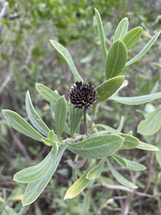 Borrichia frutescens image
