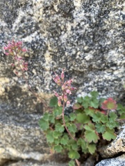 Heuchera parishii
