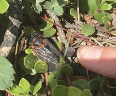 Okanagana occidentalis
