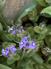 Veronica copelandii