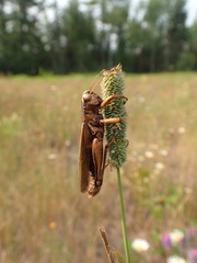 Entomophaga grylli