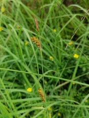 Carex panicea