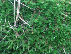 Selaginella weatherbiana