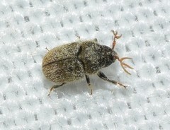 Phloeotribus scarabaeoides