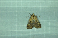 Diarsia jucunda