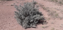 Atriplex lampa