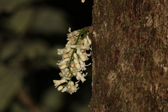 Dysoxylum parasiticum
