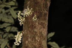 Dysoxylum parasiticum
