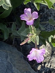 Epilobium obcordatum