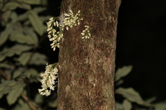 Dysoxylum parasiticum