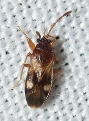 Tempyra biguttula