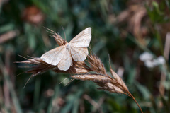 Idaea ochrata