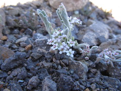 Homalocarpus dichotomus
