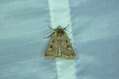 Diarsia jucunda