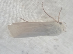 Copablepharon viridisparsa